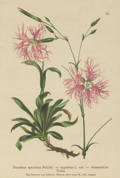 見事なピンク（Dianthus speciosus、Dianthus superbus） 作： German School